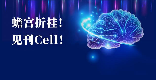 Cell项目文章 | 中国科学家解码人脑多区域时空发育奥秘！